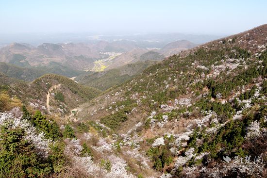 山上櫻花，山下油菜.jpg